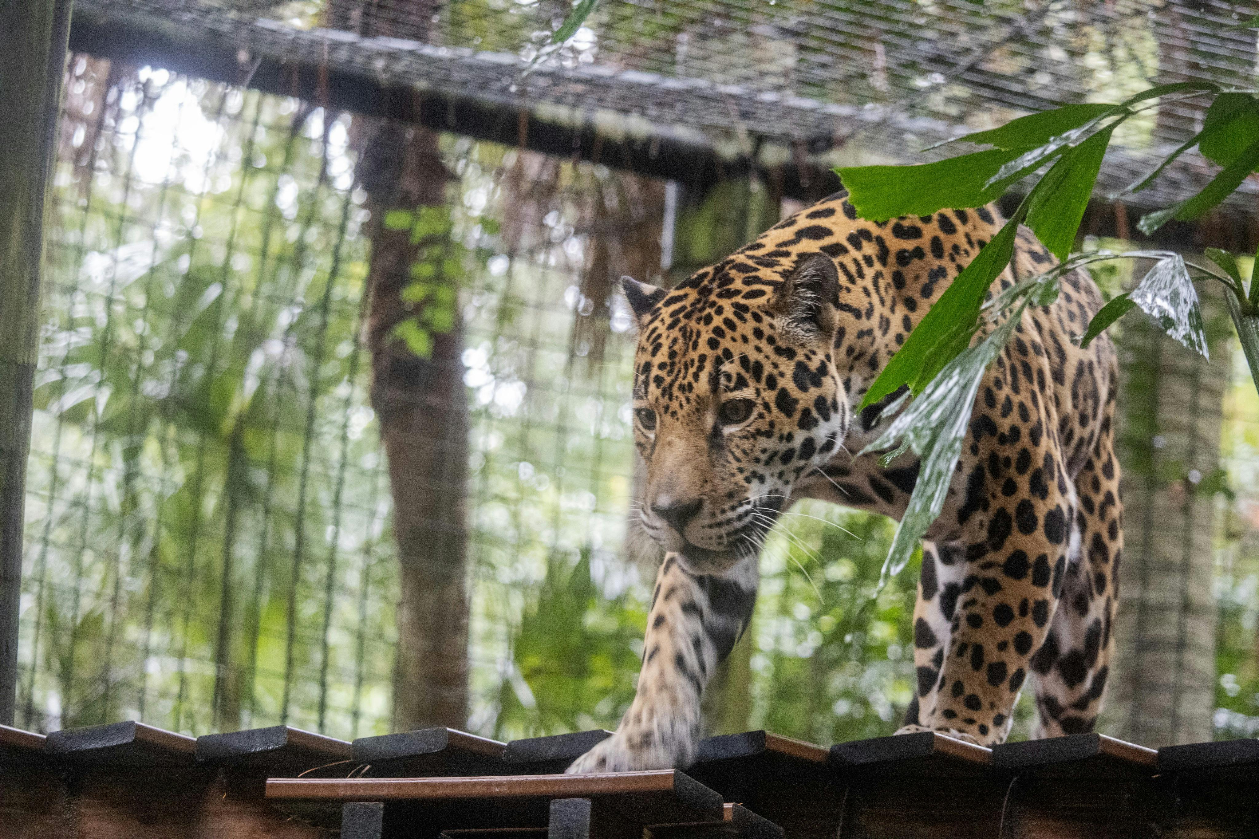 Brevard Zoo: Entry Ticket in Melbourne – Tiqets