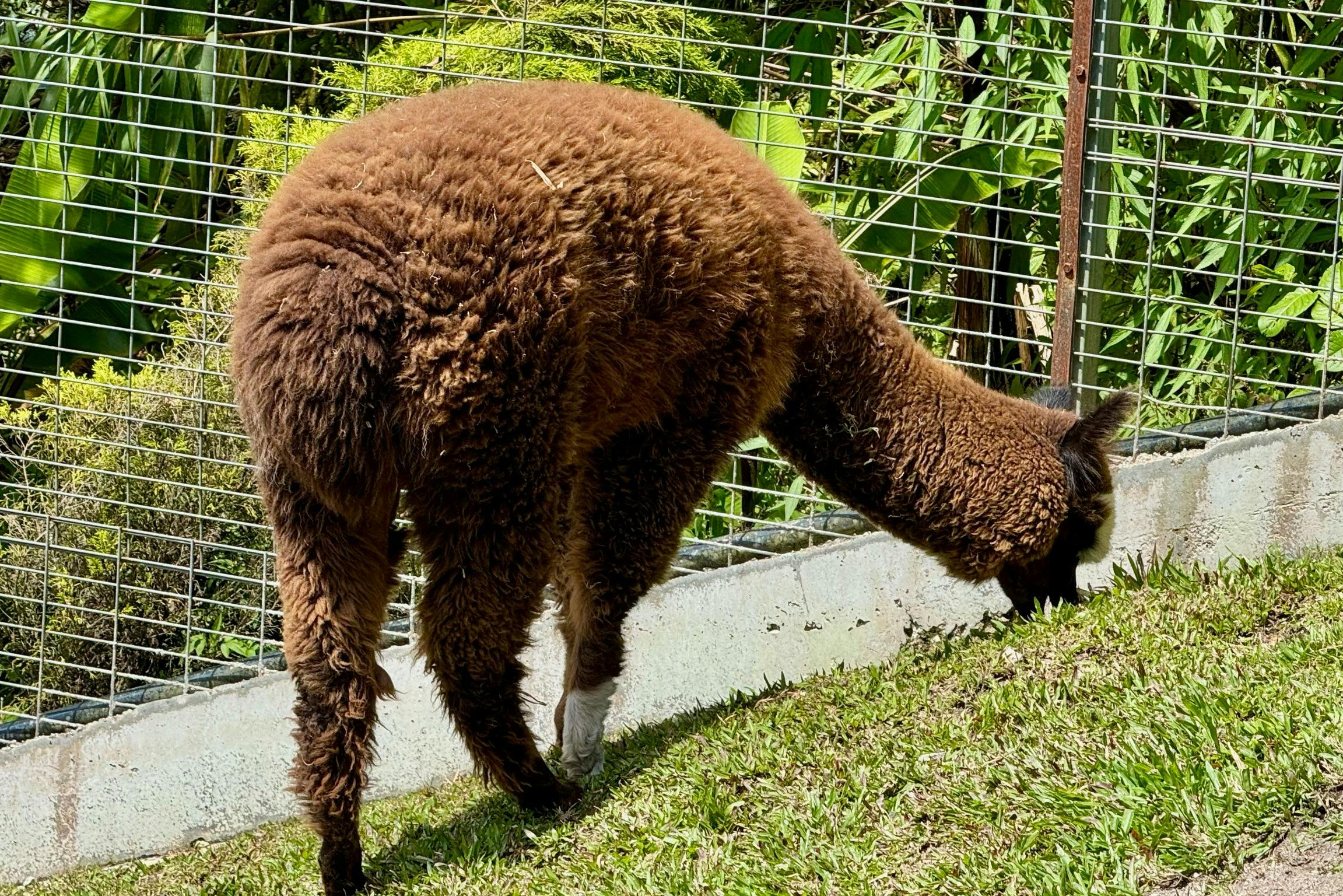 吉隆坡金马仑高原一日游（含午餐）