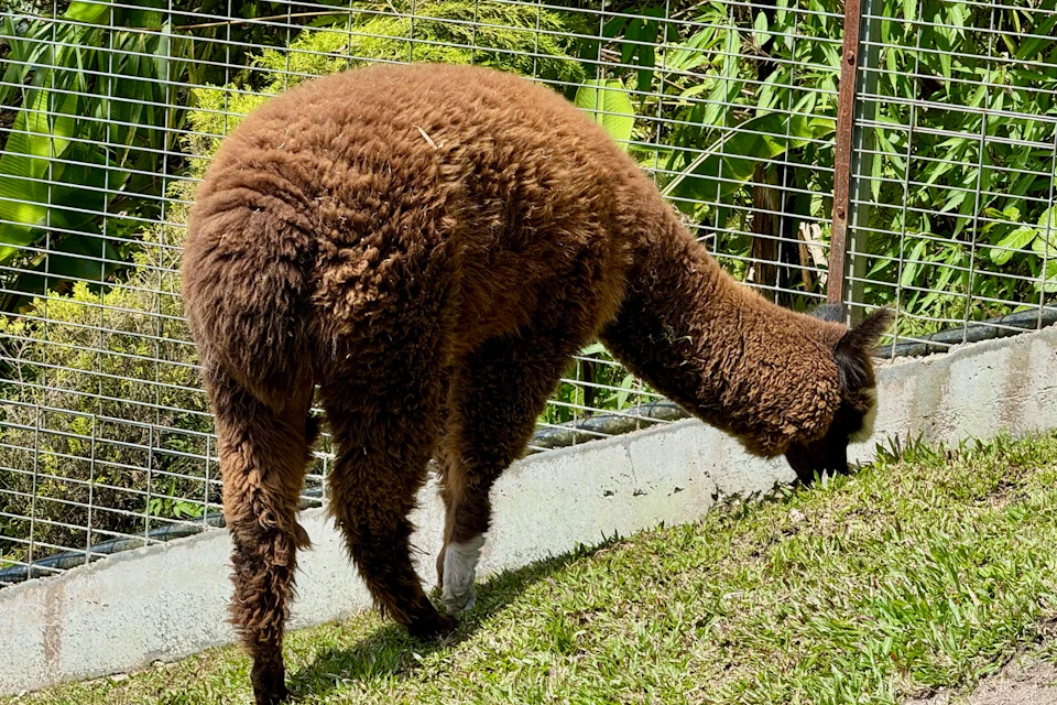 Cameron Highlands Day Tour from Kuala Lumpur with Lunch