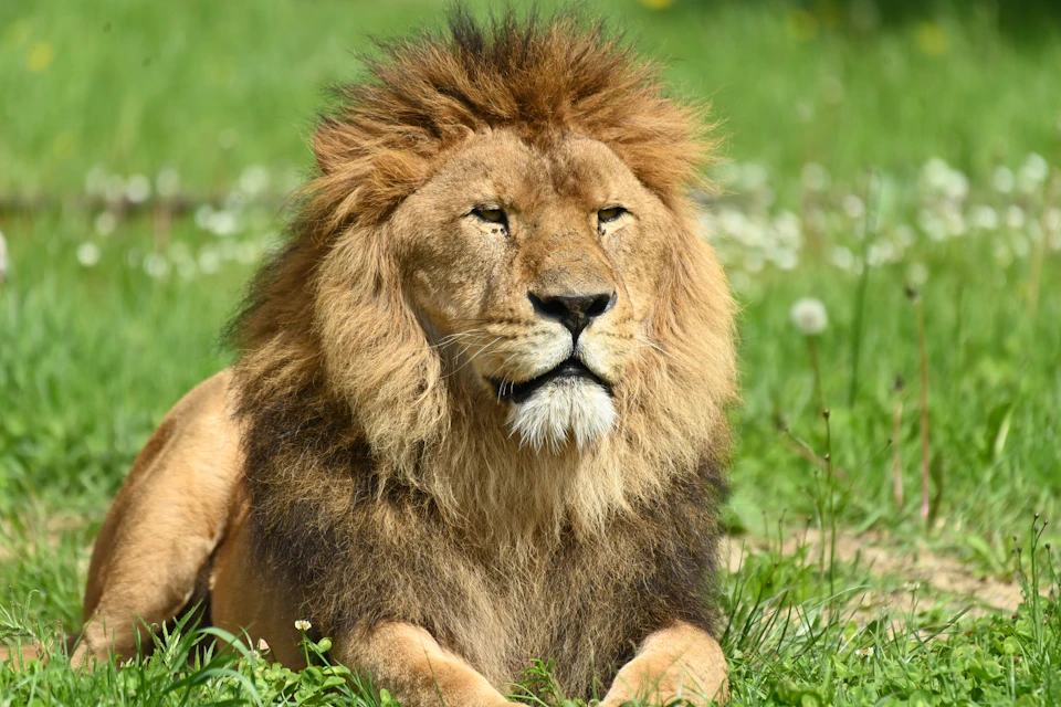 A male lion with a thick mane lying on the grass in a sunny outdoor setting.
