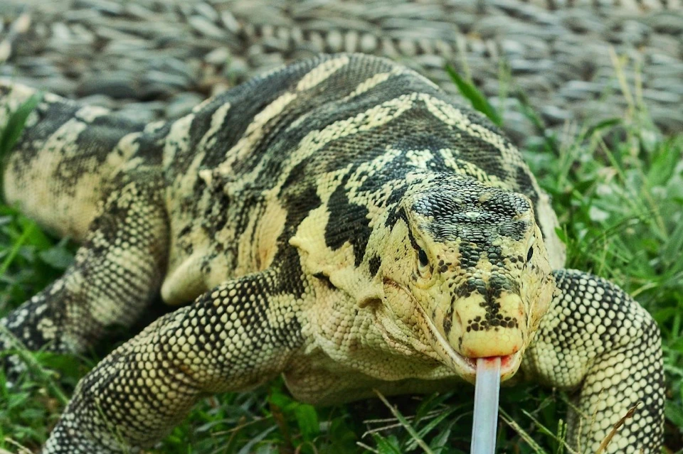 Bali Reptile Park