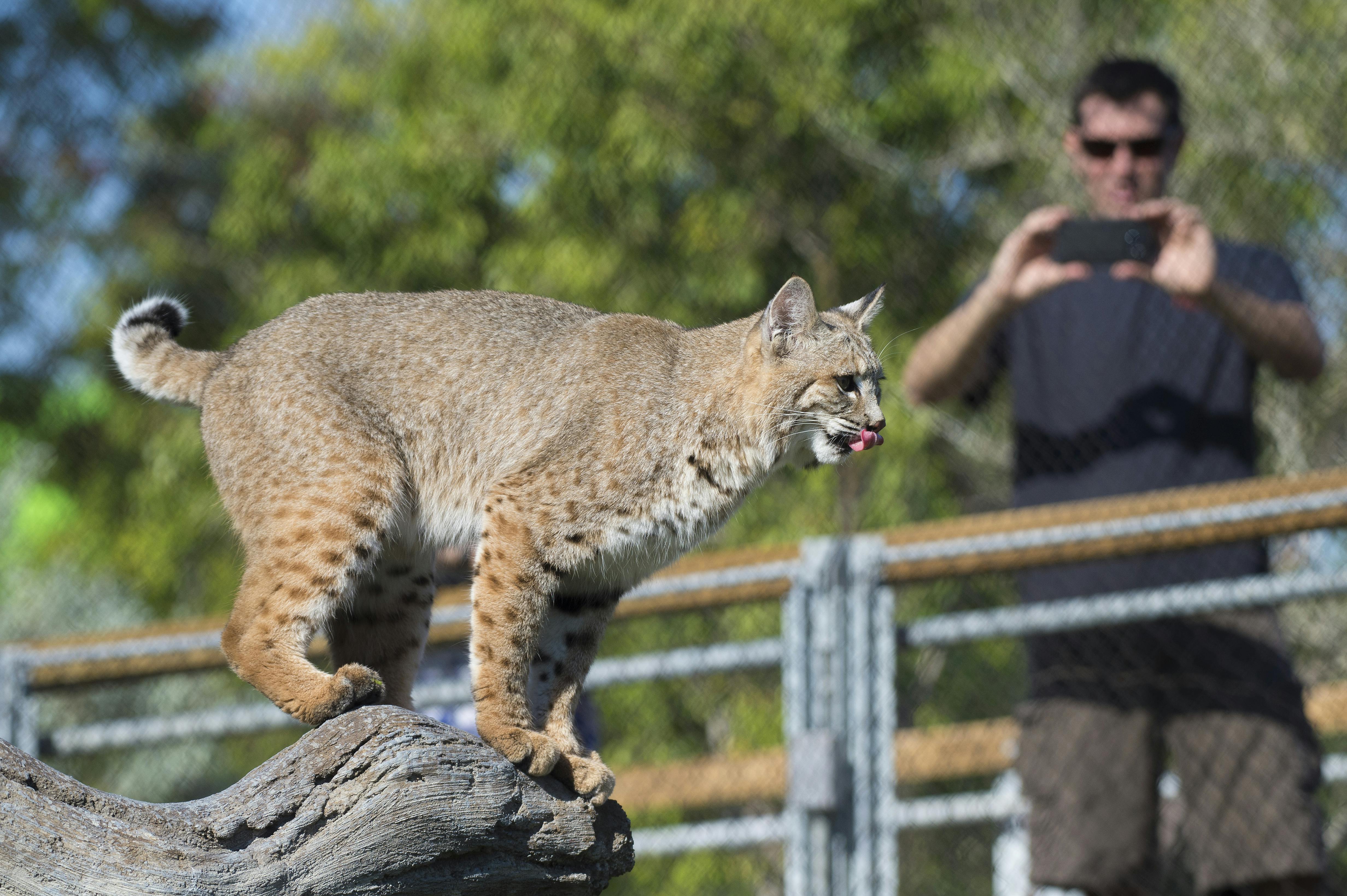 A bobcat standing on a log with a man in the background taking a photo through a chain-link fence.
