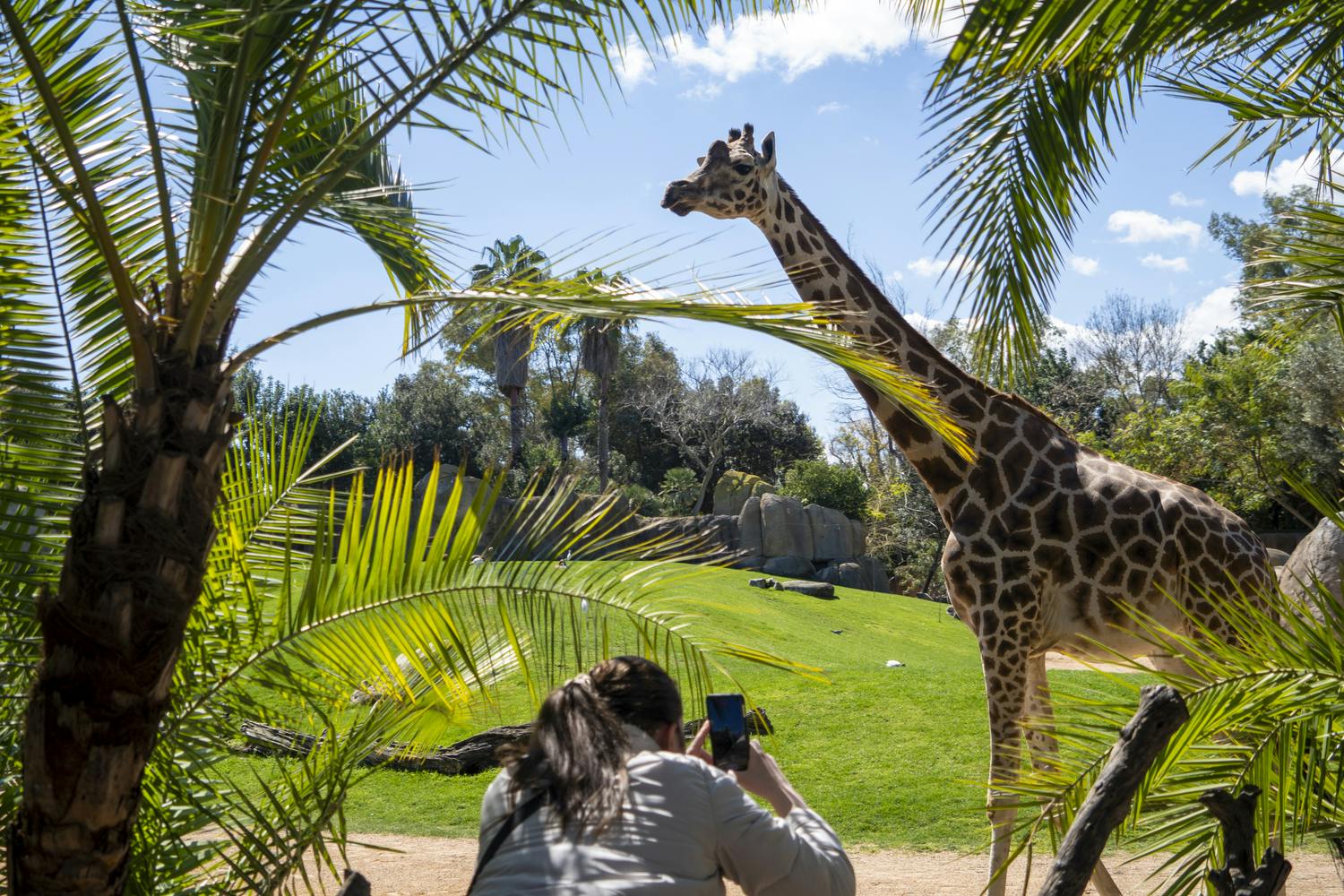 바이오파크 발렌시아: 패스트트랙 입장