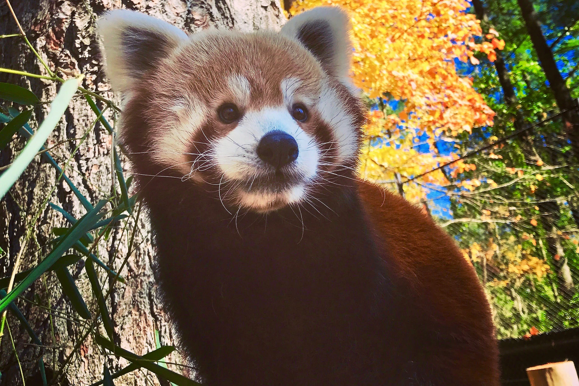 Red Panda