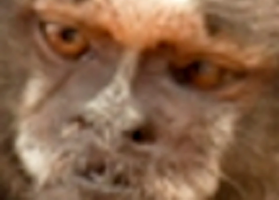 Two marmosets with white-tufted ears and brown fur sitting closely together on a wooden branch.
