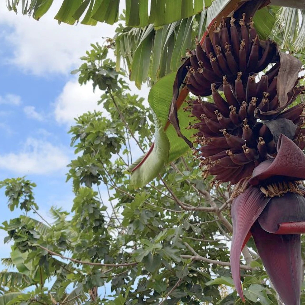 Tenerife: Banana Plantation & Winery Tour + Wine Tasting