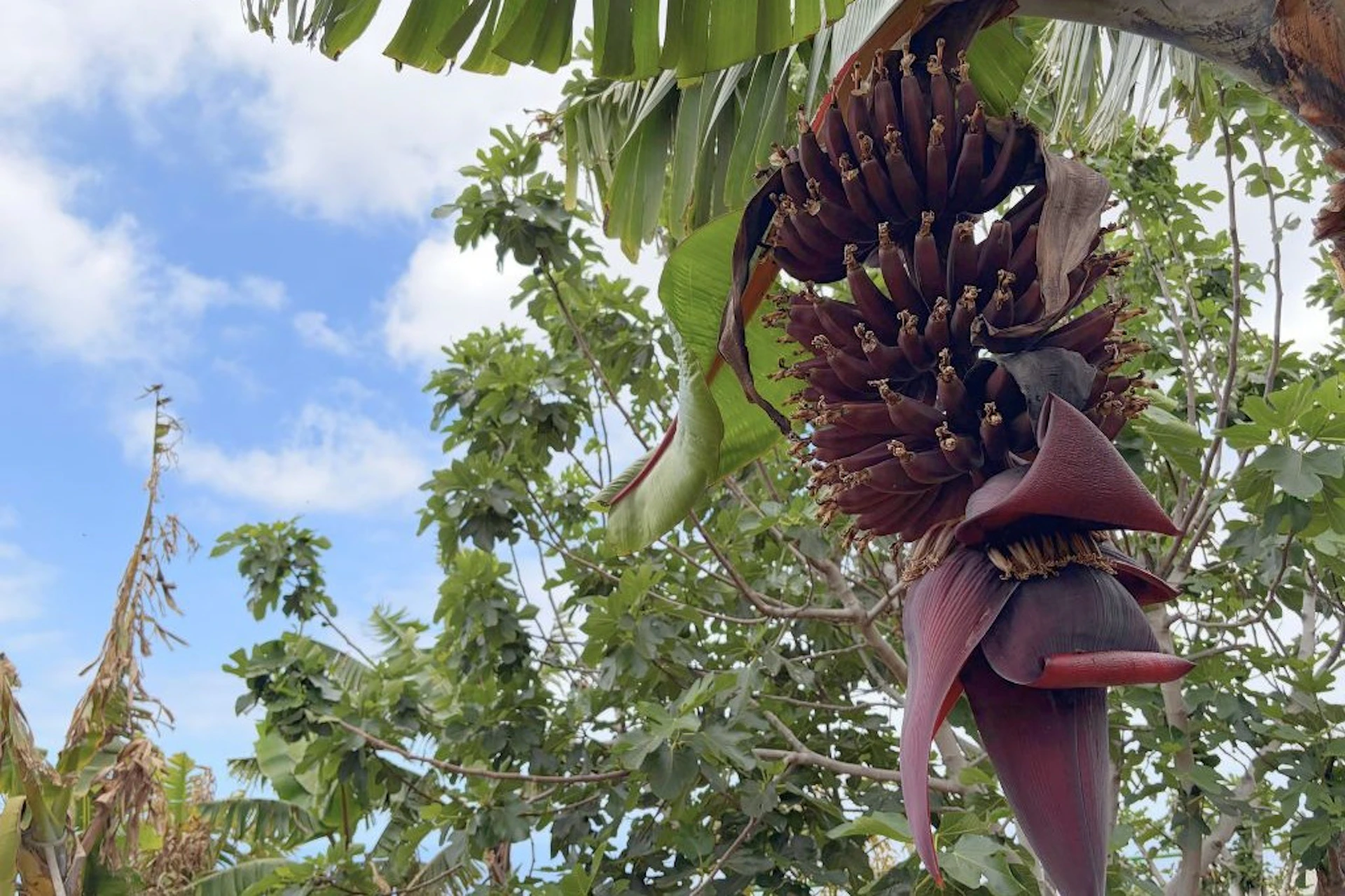 A banana tree with a hanging cluster of banana fruits and a flower, surrounded by leaves and a partly cloudy sky.