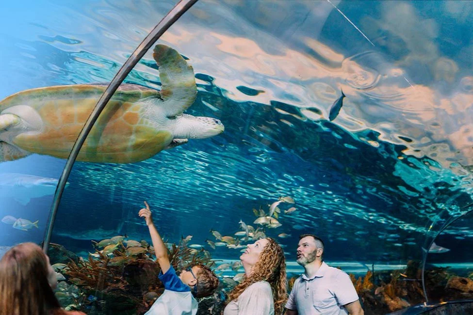 Ripley's Aquarium Gatlinburg + 2 or 3 Attractions
