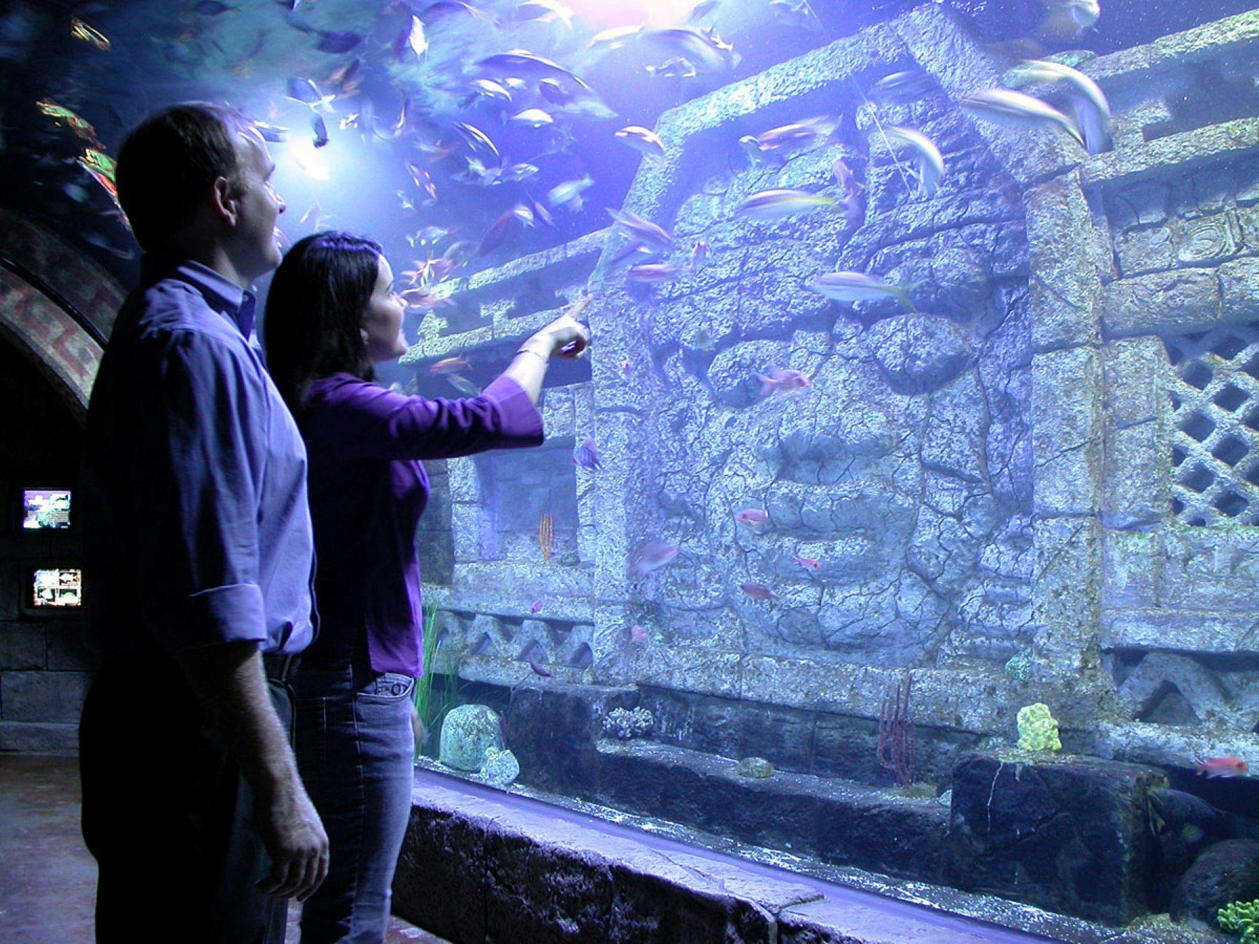 Two people observe a large aquarium with colorful fish and a submerged, carved stone face.