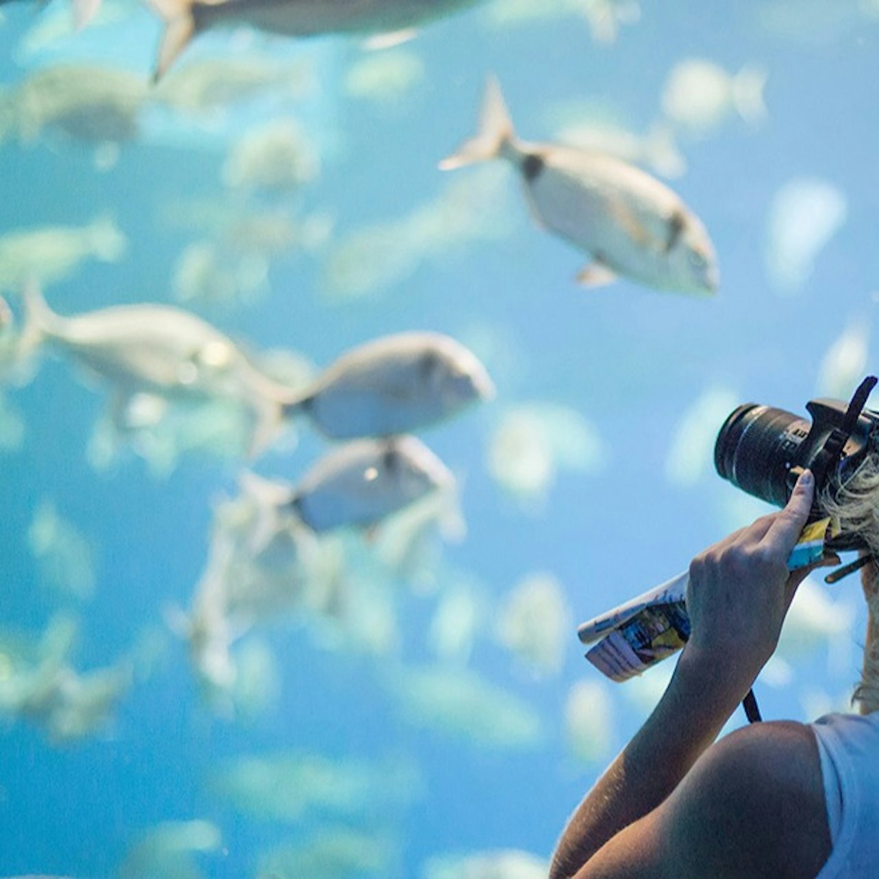Palma Aquarium + Cinema 3D Aquadome Pular a Linha - Acomodações em Palma de Mallorca