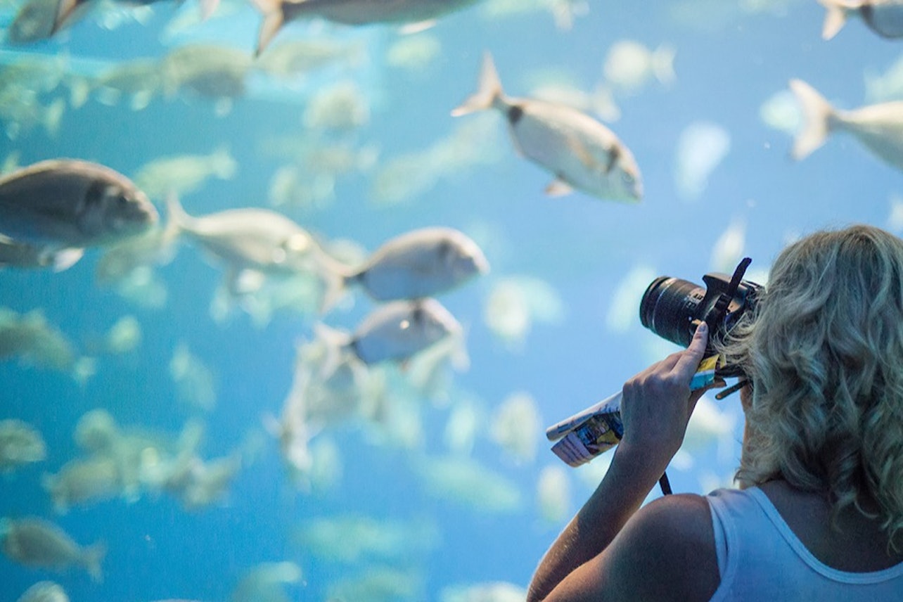 Palma Aquarium + Cine 3D Aquadome Sáltate la cola - Alojamientos en Palma de Mallorca