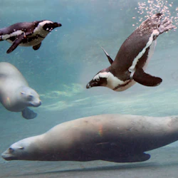 Två pingviner och två sälar simmar under vattnet i en klarblå vattenmiljö.