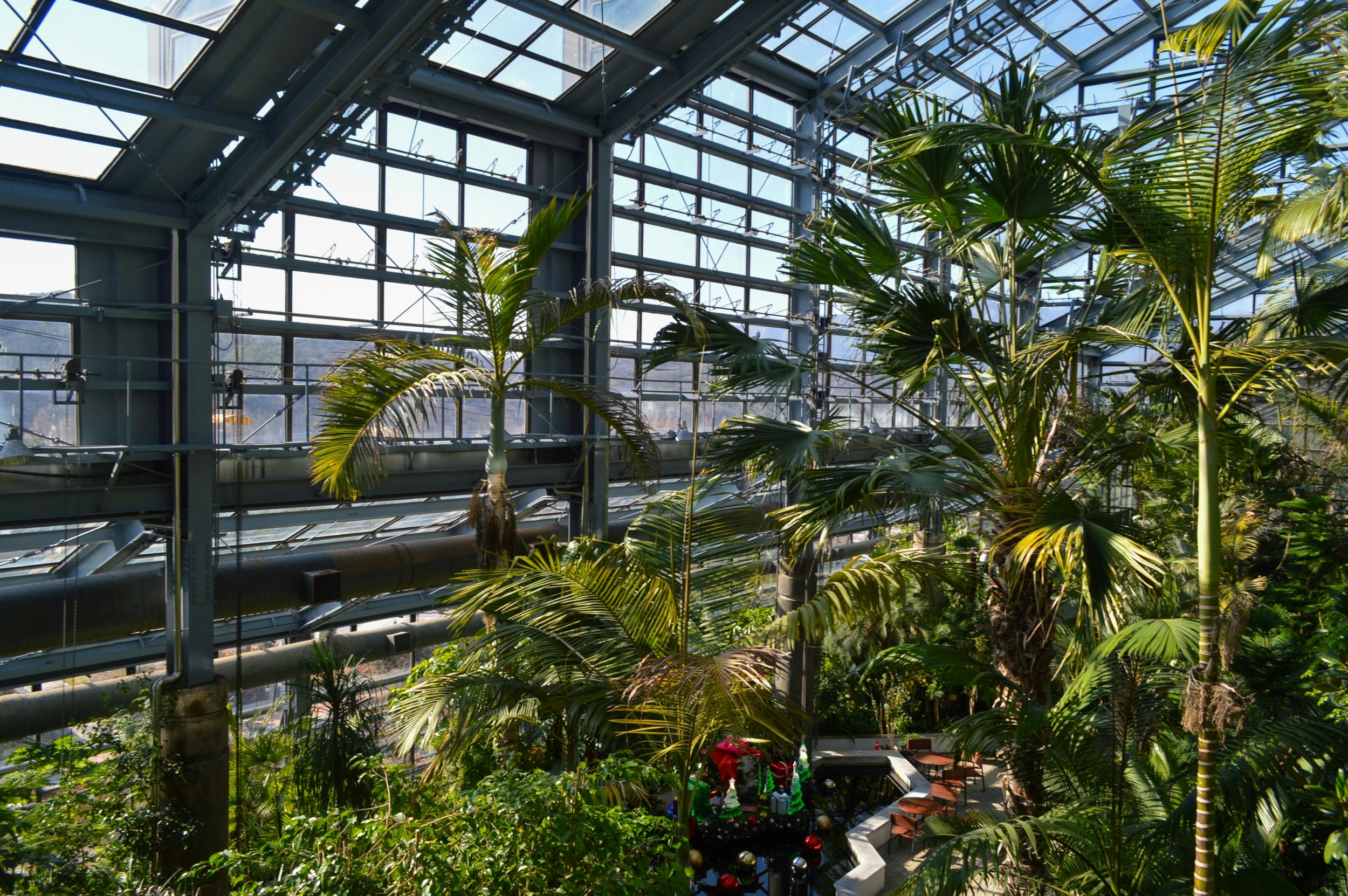 Interior of a large greenhouse with tall palm trees and lush greenery under a glass ceiling.