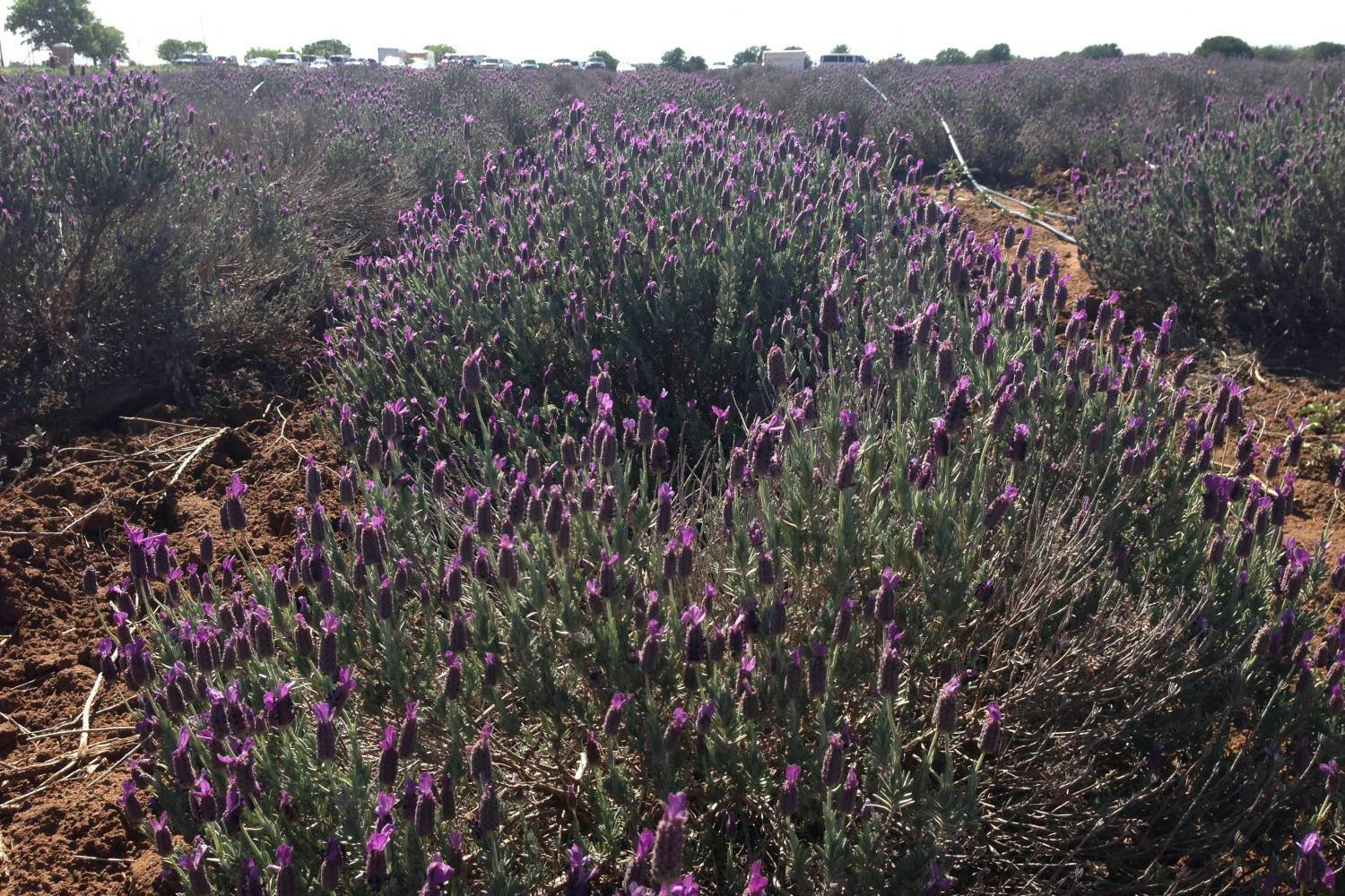 A lavender field with purple flowers under a sunny sky, with a dirt path running through it.