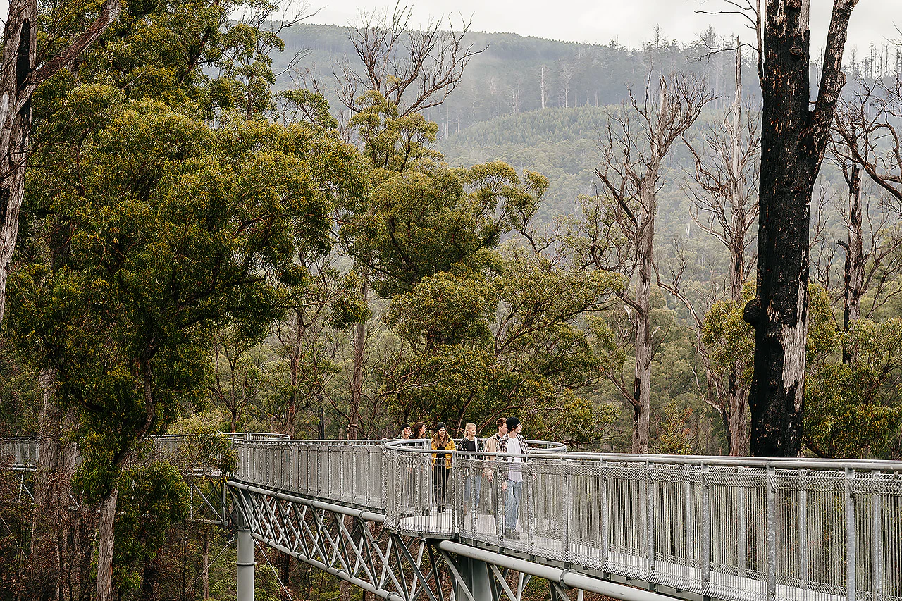 Tahune Adventures: Entry Ticket for the Tahune Airwalk