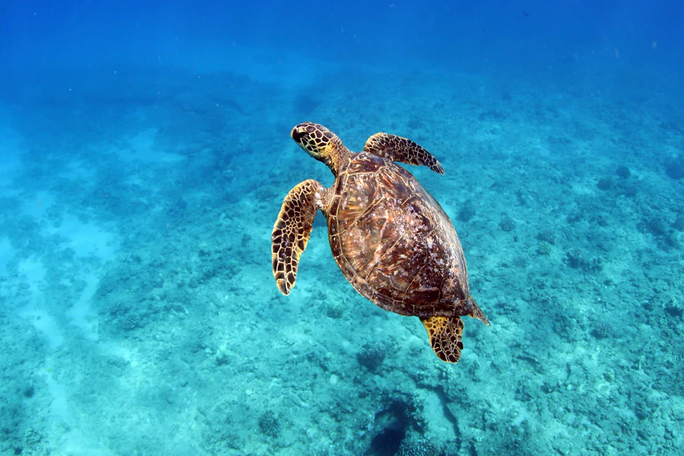 Crystal Clear Blue waters