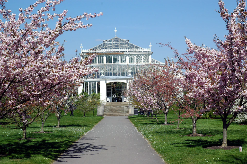 Pathway leading to a glass conservatory, lined with blooming cherry blossom trees on a sunny day.