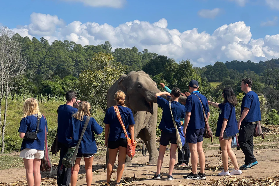 Elephant feeding