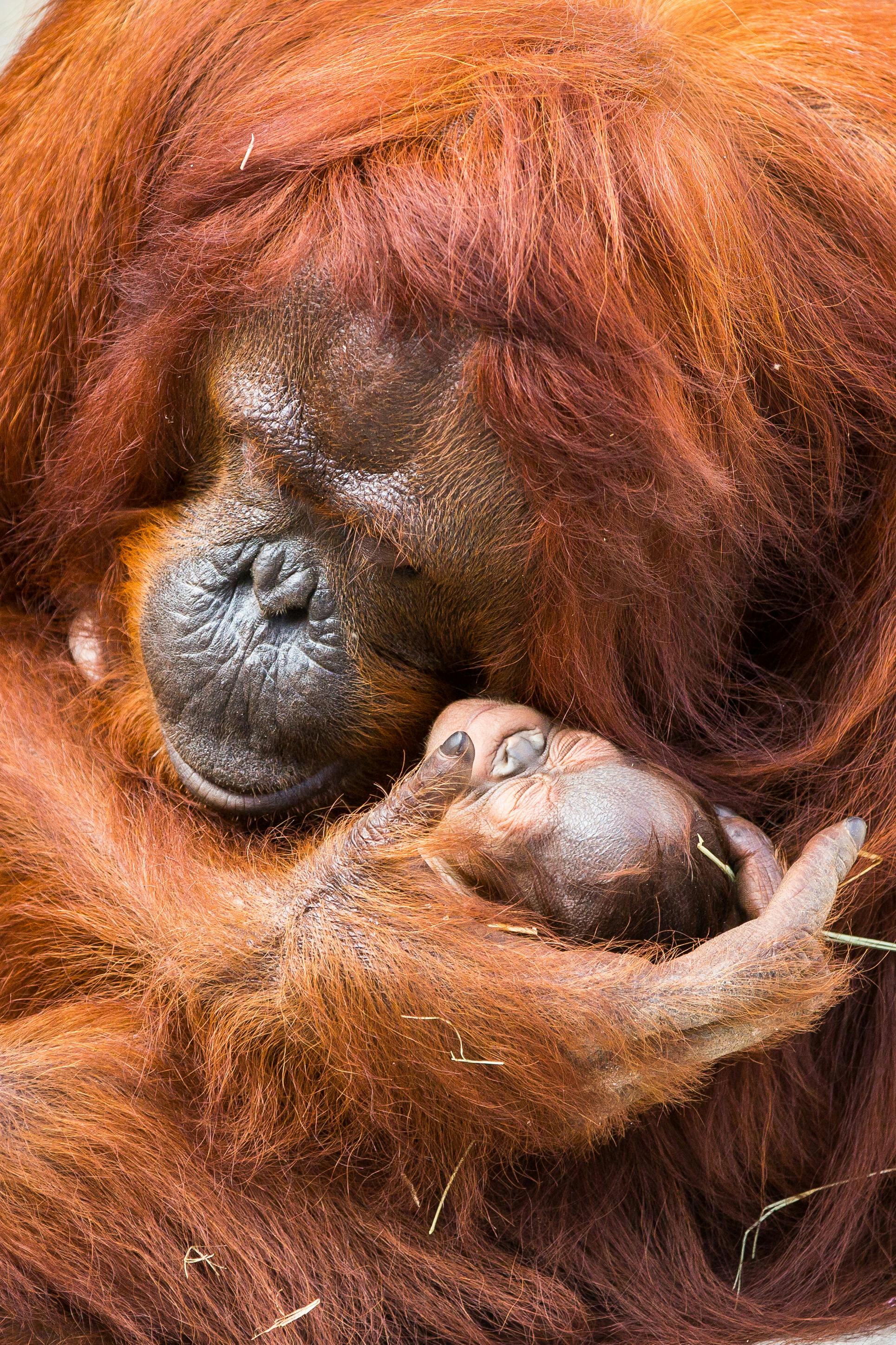 Ein Orang-Utan wiegt ein schlafendes Orang-Utan-Baby sanft an seiner Brust, beide sind sichtlich entspannt und haben die Augen geschlossen.