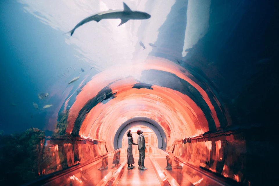 Two people stand in an underwater tunnel in an aquarium, surrounded by aquatic life and illuminated by vibrant lighting.
