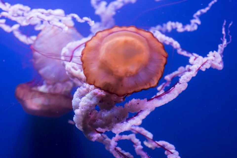 A jellyfish with a translucent orange bell and long, curly tentacles floats against a deep blue background.
