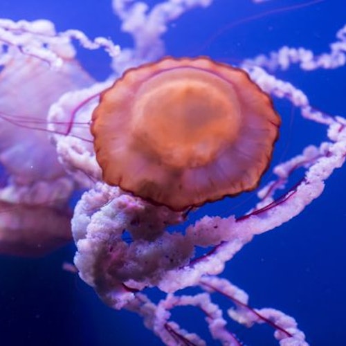 Seville Aquarium Seville Aquarium