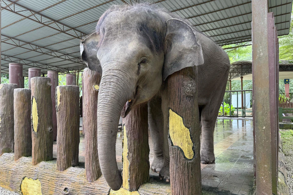 An elephant standing under a roofed area, resting its head on wooden posts with patches of yellow paint.
