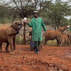 Nairobi: Elephant Orphanage, Giraffe Center + Kazuri Bead Factory Day Tour 5