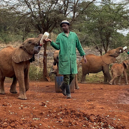Nairobi: Elephant Orphanage, Giraffe Center + Kazuri Bead Factory Day Tour - Photo 5