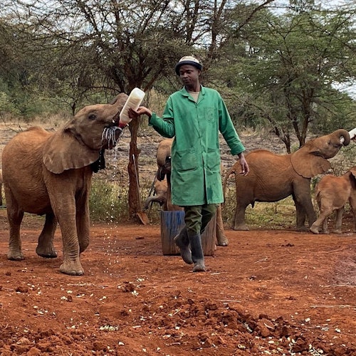Nairobi: Orfanato de Elefantes, Centro de Jirafas + Excursión de un día a la Fábrica de Abalorios Kazuri