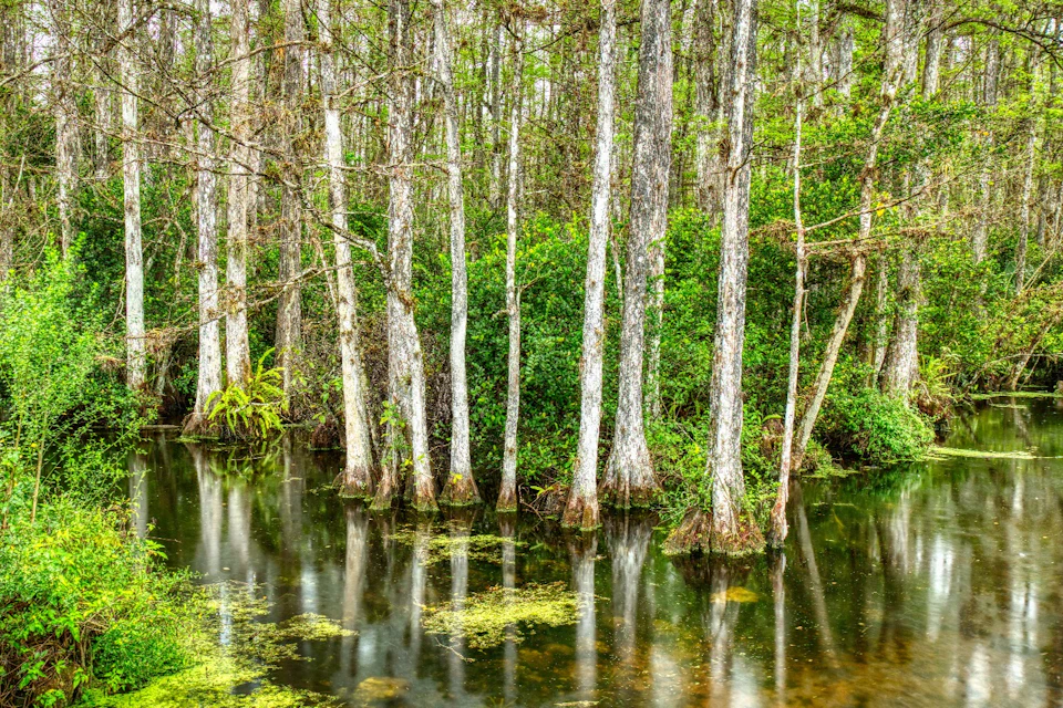 Big Cypress