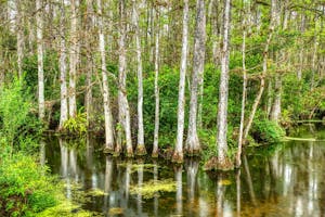 Reserva nacional Big Cypress: Excursões a partir de Miami