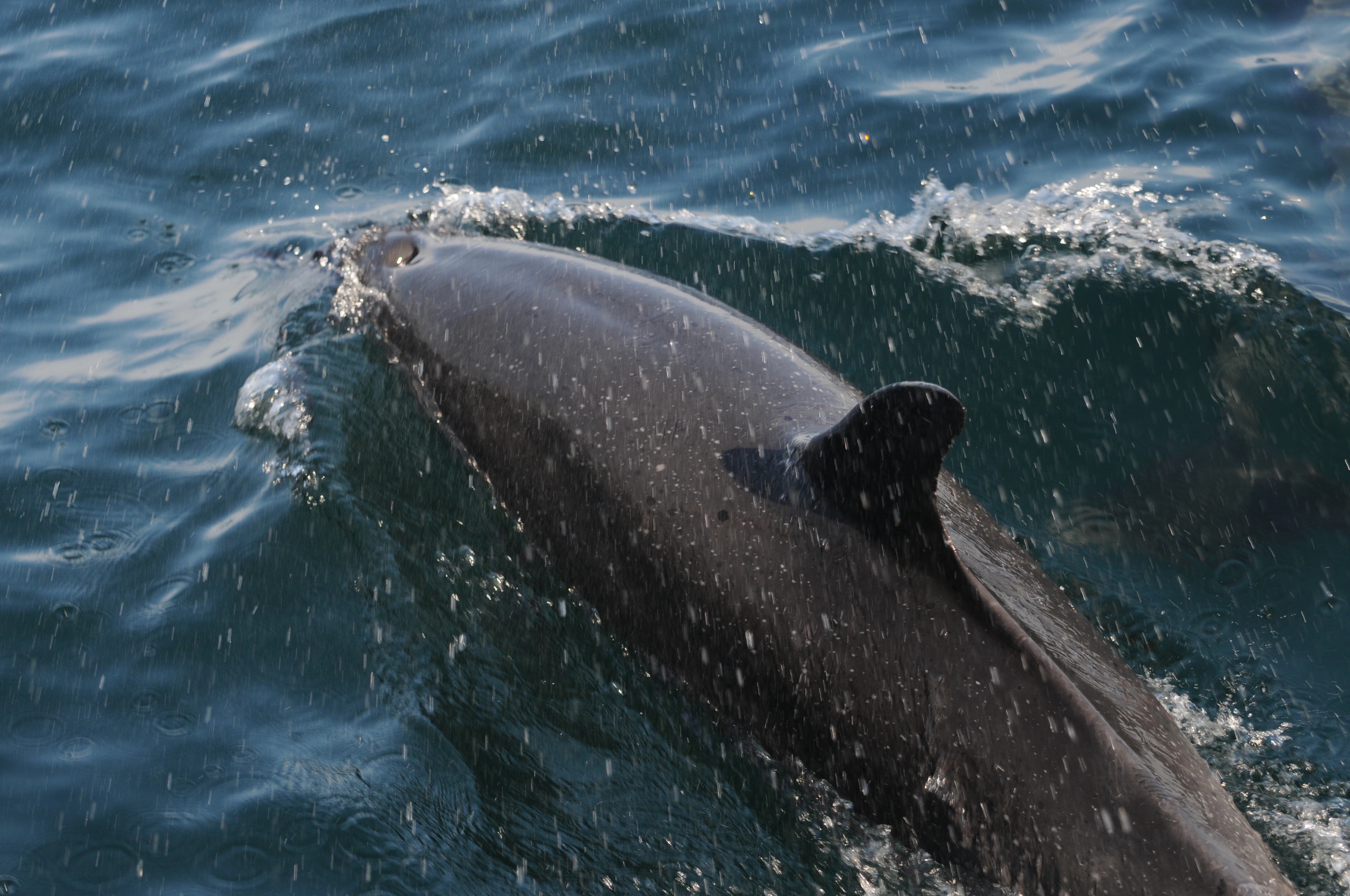 Wild Dolphins Tour & Snorkeling