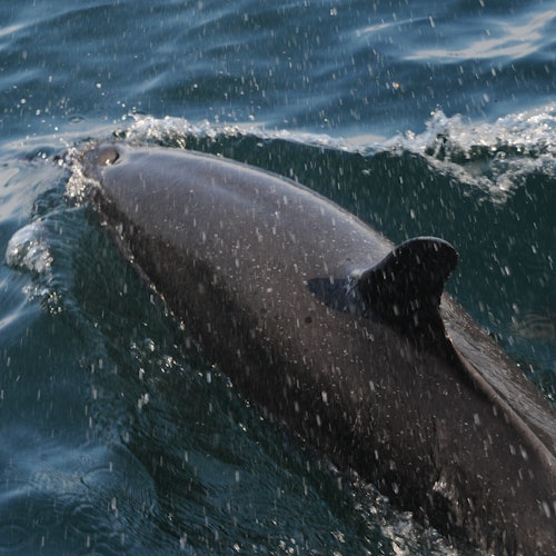 Wild Dolphins Tour & Snorkeling