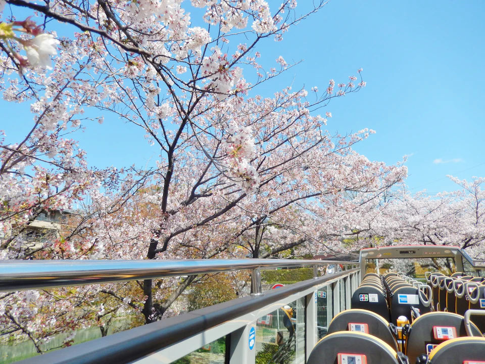 Cherry blossoms in full bloom above an open-top bus with empty seats, under a clear blue sky.