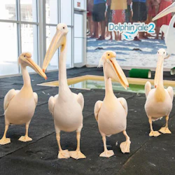 Clearwater Marine Aquarium: Entry Ticket 3