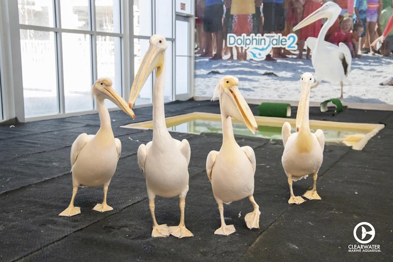 Clearwater Marine Aquarium + Dinosaur World