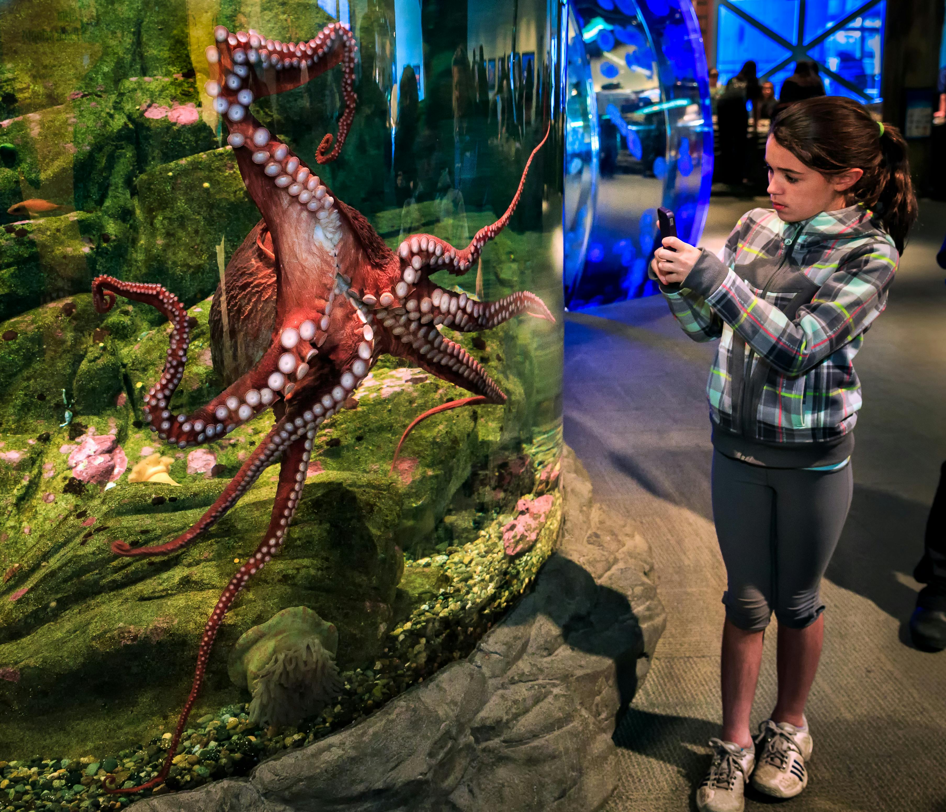 一个穿着连帽衫的女孩在水族箱里拍了一张章鱼的照片。 背景中可以看到其他访客。