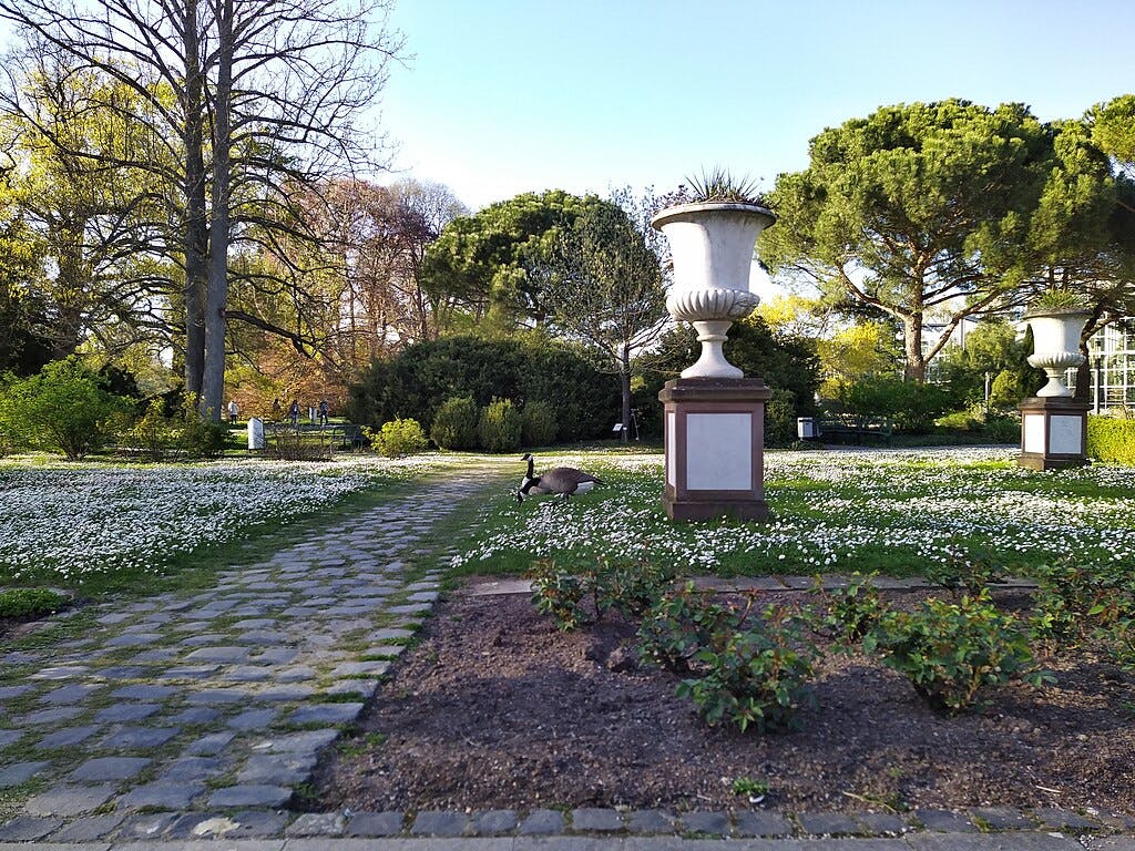 A tranquil garden with large decorative urns, blooming white flowers, a stone pathway, and a goose standing in the grass.