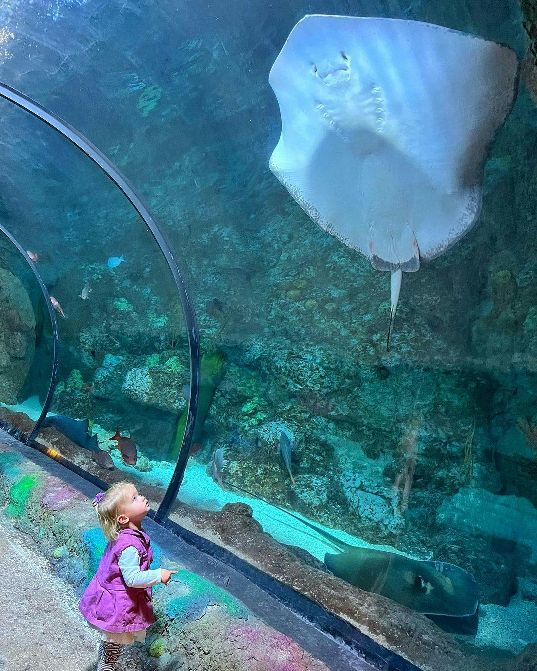 Downtown Aquarium Denver Tickets Tiqets