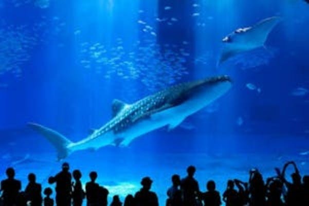 Silhouette di persone che osservano un grande squalo balena e una manta nuotare in una vasca d'acquario illuminata di blu e piena di pesci più piccoli.