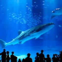 Okinawa Churaumi Aquarium
