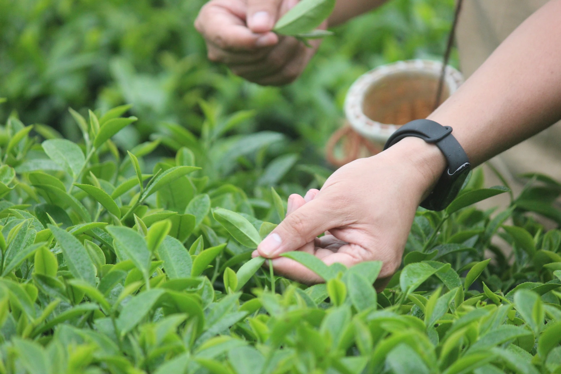 Hands plucking green tea leaves from bushes, with a basket in the background.