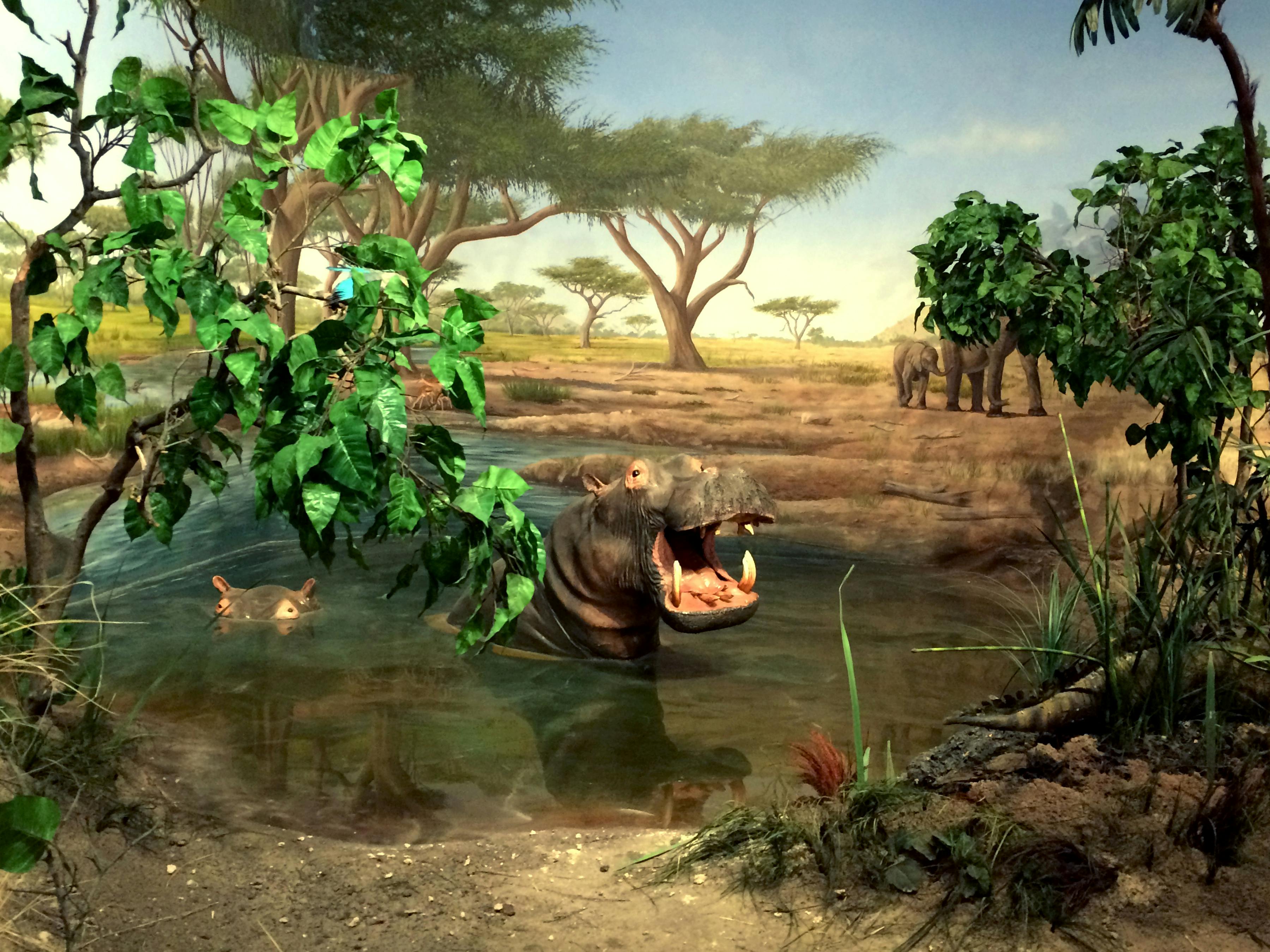 Hipopotam z otwartymi ustami w wodopoju, otoczony drzewami i krzakami. W tle widać dwa słonie.