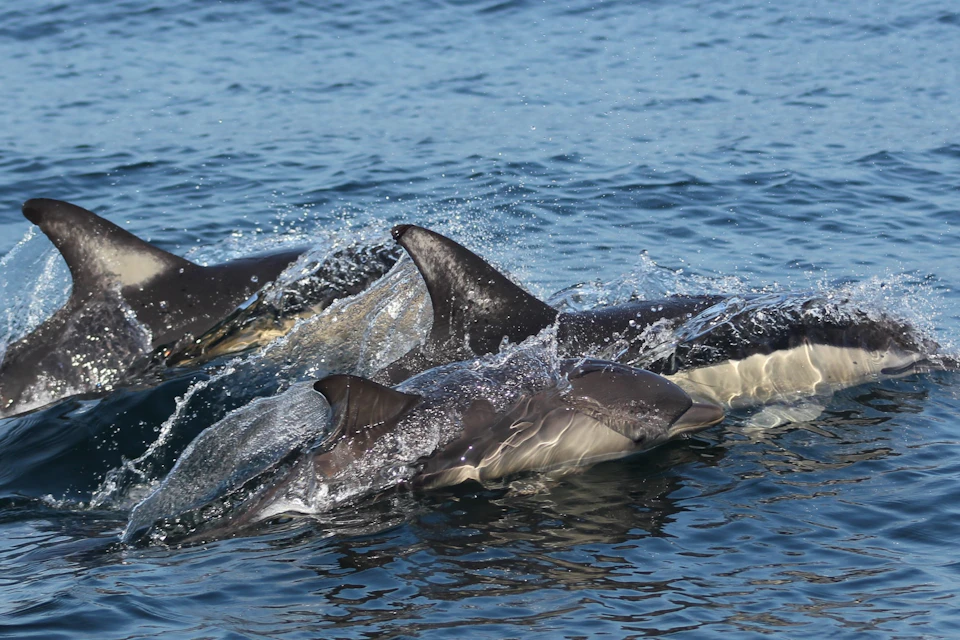 Common dolphins