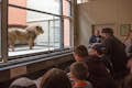 Οι Big Cat Keeper Chats συμβαίνουν τα σαββατοκύριακα μέσα στο Lion House