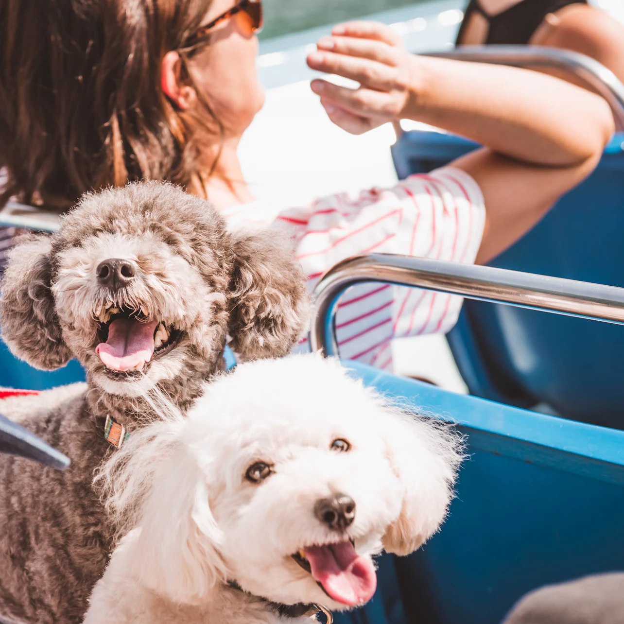 Two happy dogs, one gray and one white, sit on a blue boat seat with a person in a striped shirt in the background.