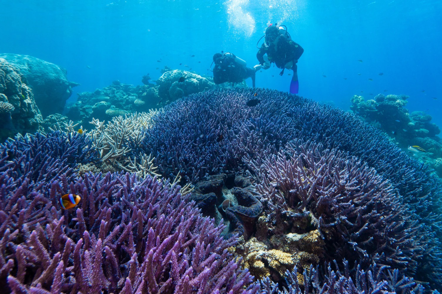 Great Barrier Reef: Snorkelling Tour from Cairns + Lunch