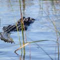 Airboat Tour Alligator Everglades