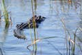 Tour en hidrodeslizador con caimanes en los Everglades